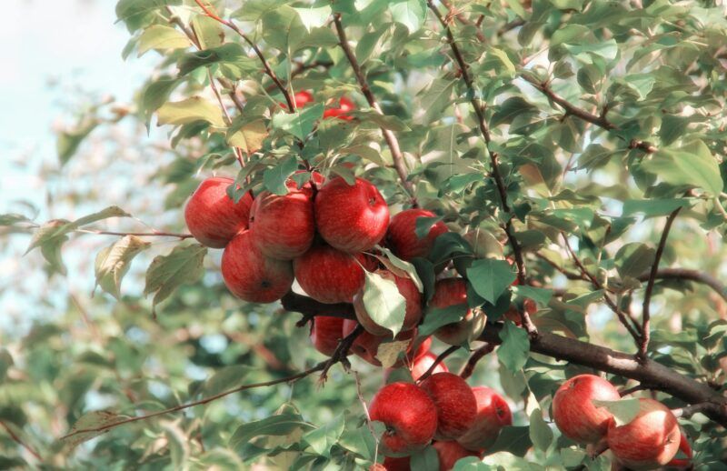Apple tree branch with ripe red apples